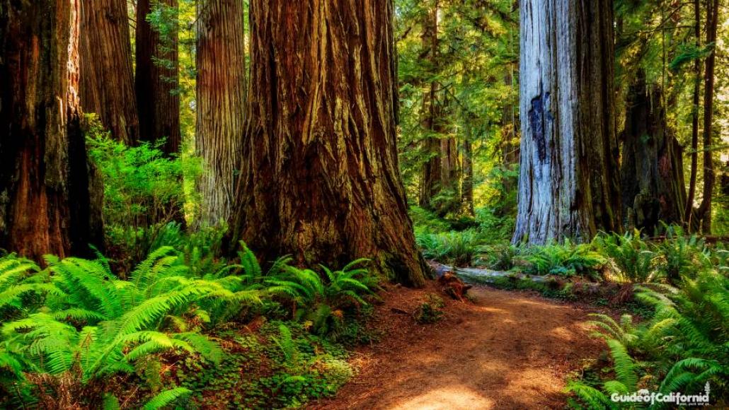 Redwood National Park